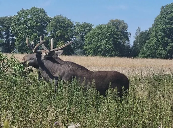 Zacisze Mazurskie Appartement Ryn (Warmian-Masurian)